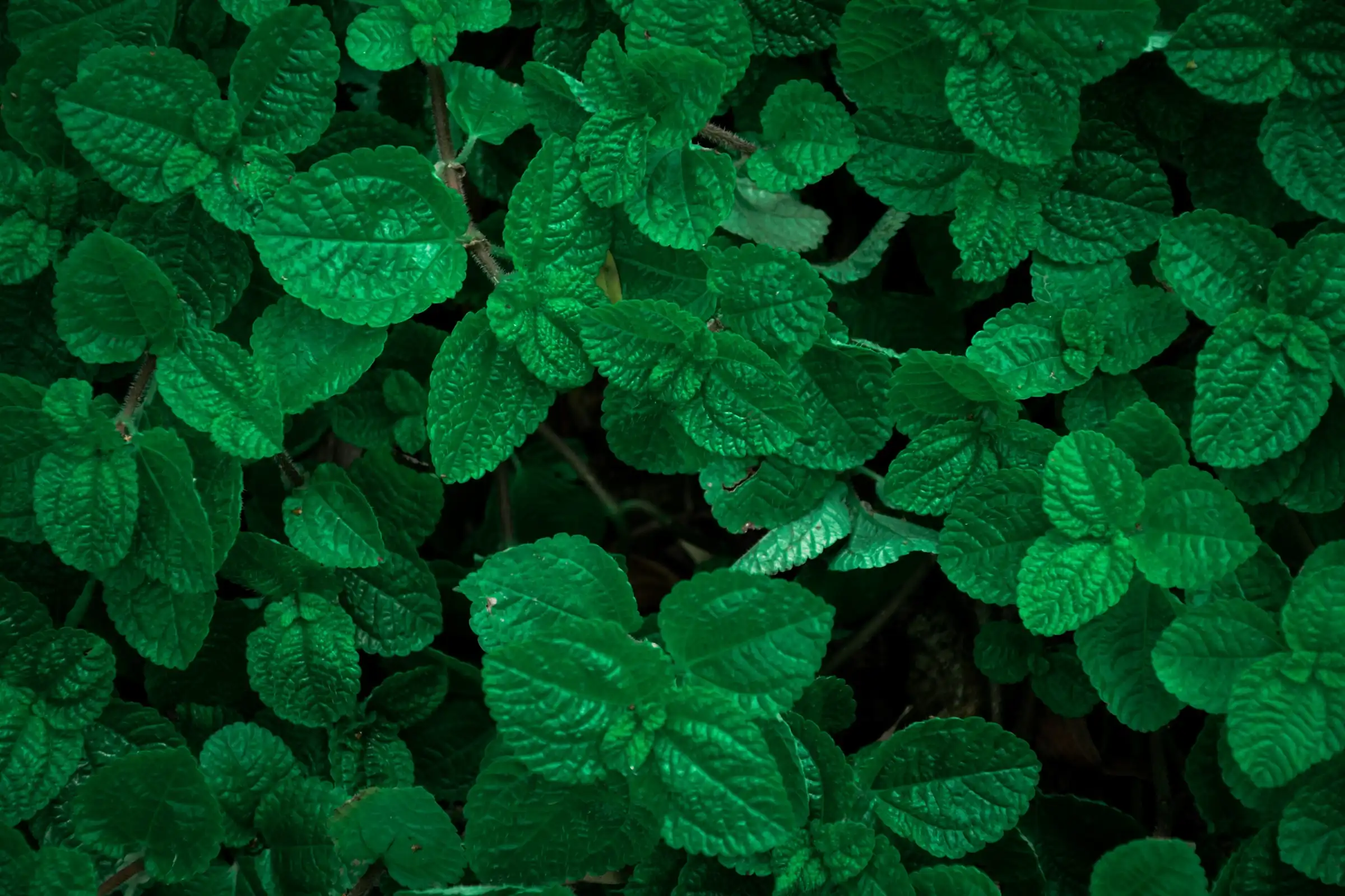 Peppermint shows the surface of the leaves